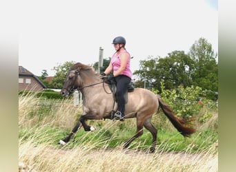 Islandpferd, Stute, 10 Jahre, 142 cm, Falbe
