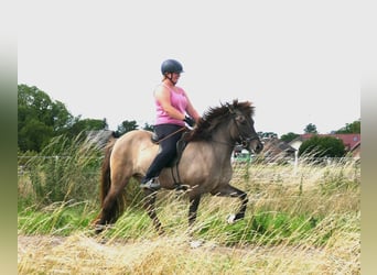 Islandpferd, Stute, 10 Jahre, 142 cm, Falbe