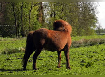 Islandpferd, Stute, 10 Jahre, 142 cm, Rotfuchs
