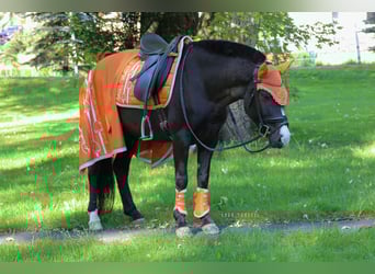 Islandpferd Mix, Stute, 10 Jahre, 143 cm, Rappe