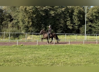 Islandpferd, Stute, 10 Jahre, 144 cm, Rappe