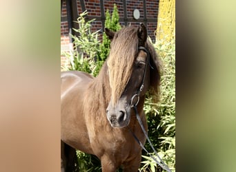 Islandpferd, Stute, 10 Jahre, 144 cm, Rappe