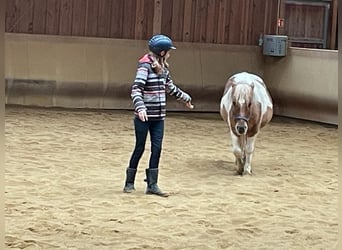 Islandpferd Mix, Stute, 11 Jahre, 121 cm, Schecke