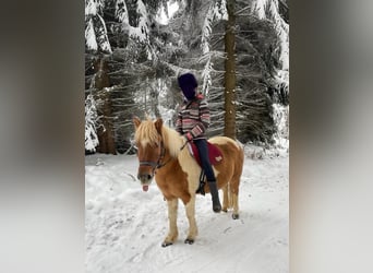 Islandpferd Mix, Stute, 11 Jahre, 121 cm, Schecke