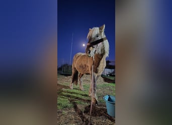 Islandpferd, Stute, 11 Jahre, 134 cm