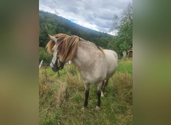 Islandpferd, Stute, 11 Jahre, 134 cm