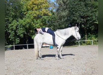 Islandpferd, Stute, 11 Jahre, 134 cm, Schimmel