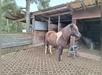 Islandpferd, Stute, 11 Jahre, 136 cm, Schecke