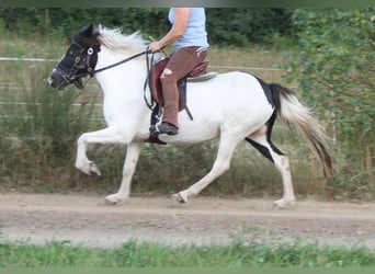 Islandpferd, Stute, 11 Jahre, 136 cm, Schecke