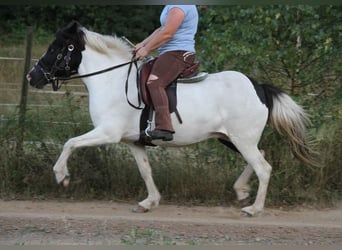 Islandpferd, Stute, 11 Jahre, 136 cm, Schecke