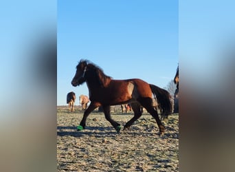 Islandpferd, Stute, 11 Jahre, 138 cm, Brauner