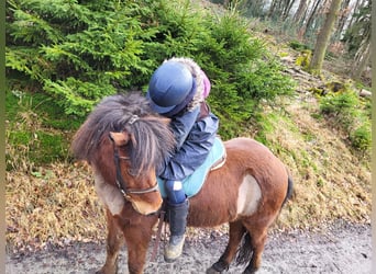 Islandpferd, Stute, 11 Jahre, 138 cm, Brauner