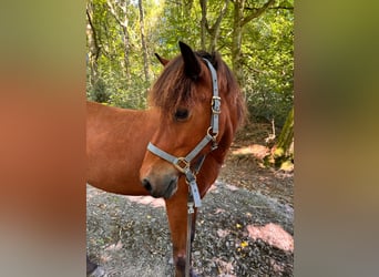 Islandpferd, Stute, 11 Jahre, 138 cm, Brauner