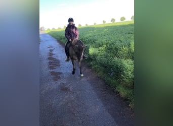 Islandpferd, Stute, 11 Jahre, 138 cm, Falbe