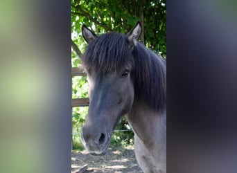 Islandpferd, Stute, 11 Jahre, 138 cm, Falbe