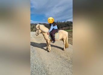 Islandpferd, Stute, 11 Jahre, 138 cm