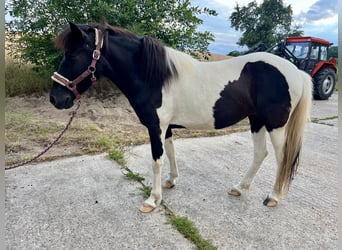 Islandpferd, Stute, 11 Jahre, 138 cm, Schecke