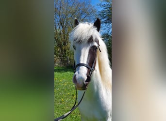 Islandpferd, Stute, 11 Jahre, 138 cm, Schecke