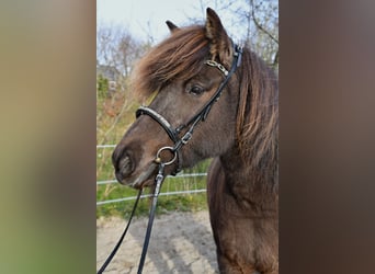 Islandpferd, Stute, 11 Jahre, 139 cm, Dunkelbrauner