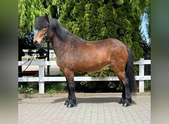 Islandpferd, Stute, 11 Jahre, 140 cm, Brauner