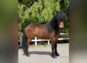 Islandpferd, Stute, 11 Jahre, 140 cm, Brauner