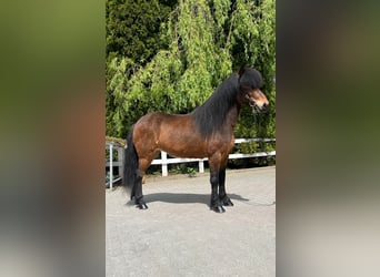 Islandpferd, Stute, 11 Jahre, 140 cm, Brauner