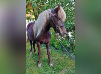 Islandpferd, Stute, 11 Jahre, 140 cm