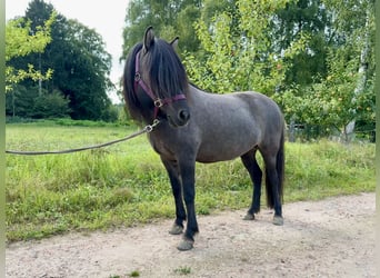 Islandpferd, Stute, 11 Jahre, 140 cm