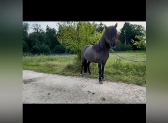 Islandpferd, Stute, 11 Jahre, 140 cm
