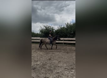 Islandpferd, Stute, 11 Jahre, 140 cm