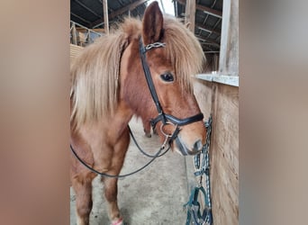 Islandpferd, Stute, 11 Jahre, 140 cm, Fuchs