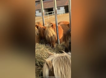 Islandpferd, Stute, 11 Jahre, 140 cm, Fuchs