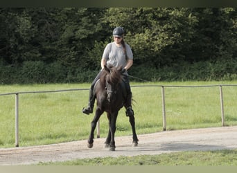Islandpferd, Stute, 11 Jahre, 140 cm, Rappe