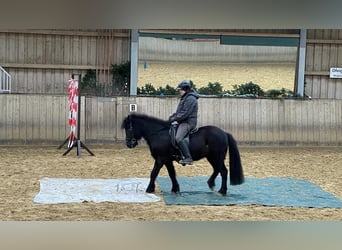 Islandpferd, Stute, 11 Jahre, 140 cm, Rappe