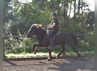 Islandpferd, Stute, 11 Jahre, 140 cm, Rappe