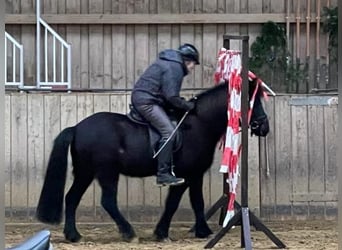 Islandpferd, Stute, 11 Jahre, 140 cm, Rappe