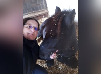 Islandpferd, Stute, 11 Jahre, 140 cm, Rappe