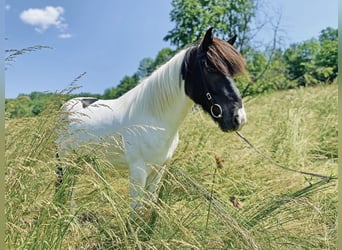 Islandpferd, Stute, 11 Jahre, 140 cm, Schecke