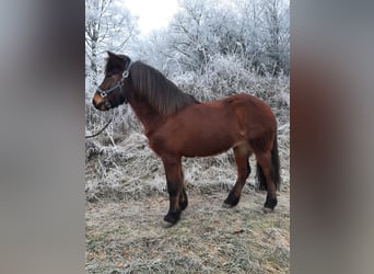 Islandpferd, Stute, 11 Jahre, 142 cm, Brauner