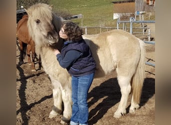 Islandpferd, Stute, 11 Jahre, 142 cm, Falbe