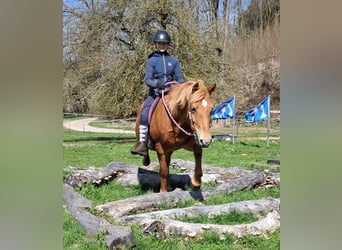 Islandpferd Mix, Stute, 11 Jahre, 142 cm, Fuchs