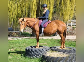 Islandpferd Mix, Stute, 11 Jahre, 142 cm, Fuchs