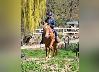 Islandpferd Mix, Stute, 11 Jahre, 142 cm, Fuchs