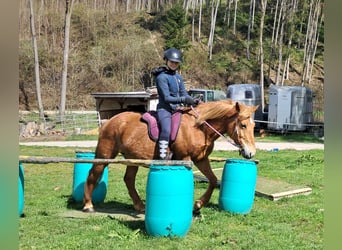 Islandpferd Mix, Stute, 11 Jahre, 142 cm, Fuchs