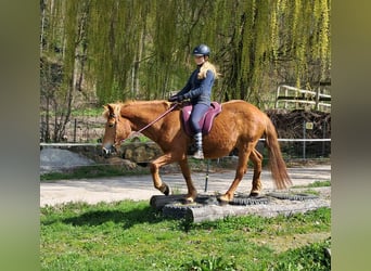 Islandpferd Mix, Stute, 11 Jahre, 142 cm, Fuchs