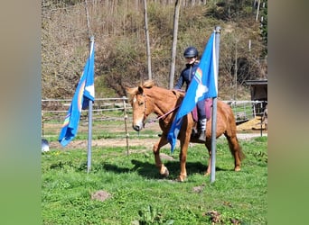 Islandpferd Mix, Stute, 11 Jahre, 142 cm, Fuchs