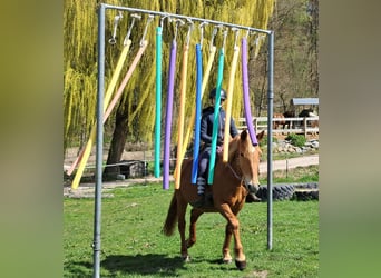 Islandpferd Mix, Stute, 11 Jahre, 142 cm, Fuchs