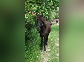 Islandpferd, Stute, 11 Jahre, 142 cm, Rappe
