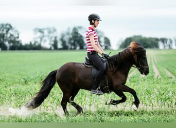 Islandpferd, Stute, 11 Jahre, 142 cm, Rappe