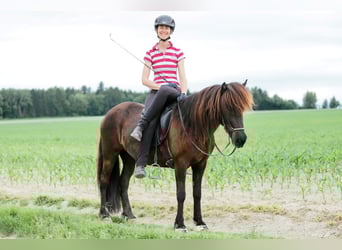 Islandpferd, Stute, 11 Jahre, 142 cm, Rappe